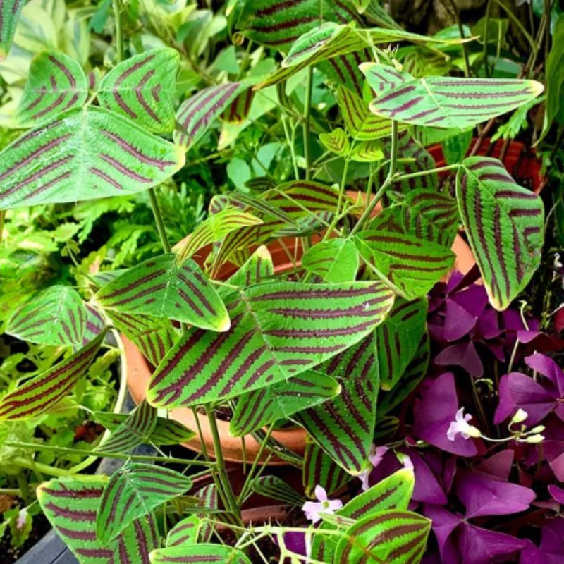 Christia Obcordata Butterfly Plant Live, Christia Obcordata Houseplant, 6-9 Inch Tall, Indoor Plants for Home Garden