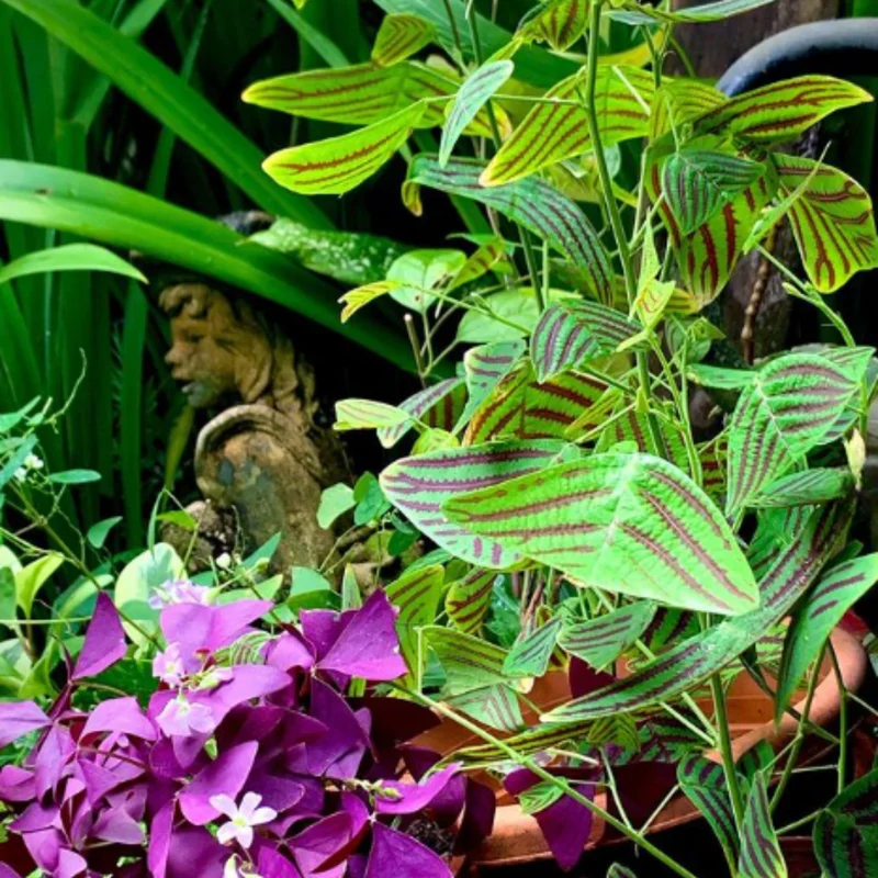 Christia Obcordata Butterfly Plant Live, Christia Obcordata Houseplant, 6-9 Inch Tall, Indoor Plants for Home Garden