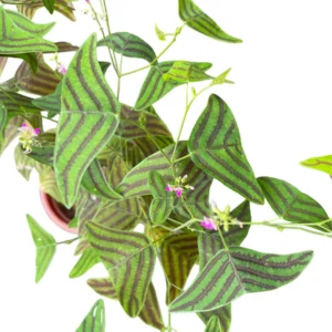 Christia Obcordata Butterfly Plant Live, Christia Obcordata Houseplant, 6-9 Inch Tall, Indoor Plants for Home Garden