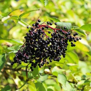 2-Pack American Black Elderberry Bushes Live Plants - 6-12 Inch Tall, Fast-Growing Elderberry Trees for Outdoor Gardens
