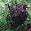 10 American Elderberry Cuttings – Live Black Elderberry Plants for Growing Fruiting Shrubs, Large Berry Clusters