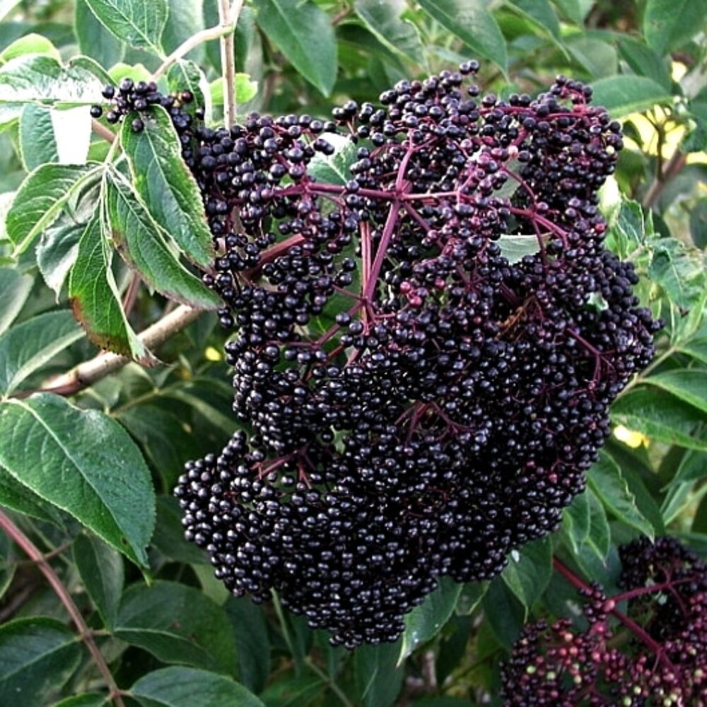 10 American Elderberry Cuttings – Live Black Elderberry Plants for Growing Fruiting Shrubs, Large Berry Clusters