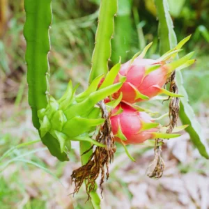 3 Dragon Fruit Cuttings, White Dragon Fruit Plants Live from 10 to 12 Inches Long, Dragon Fruit Live Plants, Live Dragon Fruit Plant, Dragon Fruit Starter Plant