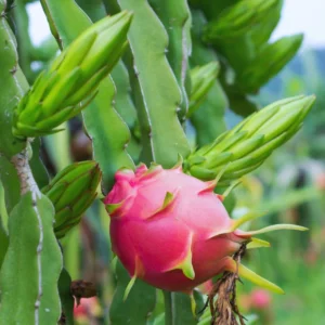 Set of 3 Dragon Fruit Cuttings, White Dragon Fruit Plants from 10 to 12 Inches Tall, Dragon Fruit Live Plants, Live Dragon Fruit Plant For Garden, No Roots