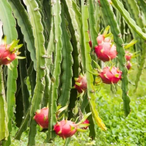 Set of 3 Dragon Fruit Cuttings, White Dragon Fruit Plants from 10 to 12 Inches Tall, Dragon Fruit Live Plants, Live Dragon Fruit Plant For Garden, No Roots