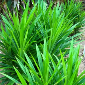 Pandan Plant Live, Pandan Leaves Plant, 12 to 18 Inches Tall, Live Pandan Plant, Pandan Leaf Plant, Pandan Tree Plant, Pandan Leaf Plant Indoor