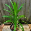 Pandan Plant Live, Pandan Leaves Plant, 12 to 18 Inches Tall, Live Pandan Plant, Pandan Leaf Plant, Pandan Tree Plant, Pandan Leaf Plant Indoor
