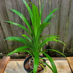 Pandan Plant Live, Pandan Leaves Plant, 12 to 18 Inches Tall, Live Pandan Plant, Pandan Leaf Plant, Pandan Tree Plant, Pandan Leaf Plant Indoor
