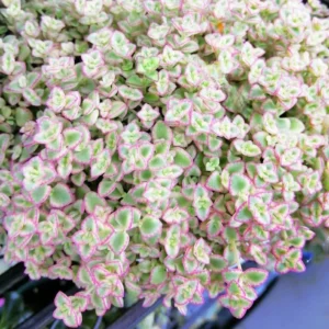 Little Sedum Variegated Succulent Plant - Live Stonecrop Ground Cover Plant - In 4 Inch Pot