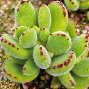 2 Bear’s Paw Succulent Live Plants, Cotyledon Succulent in Pot, Ornamental Indoor House Plant