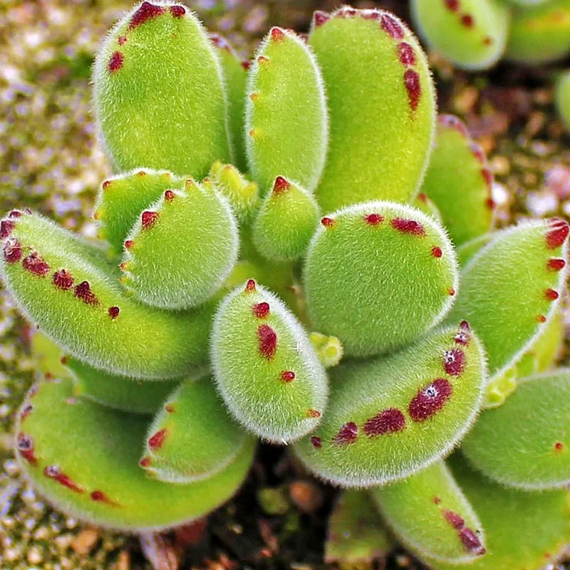 2 Bear’s Paw Succulent Live Plants, Cotyledon Succulent in Pot, Ornamental Indoor House Plant