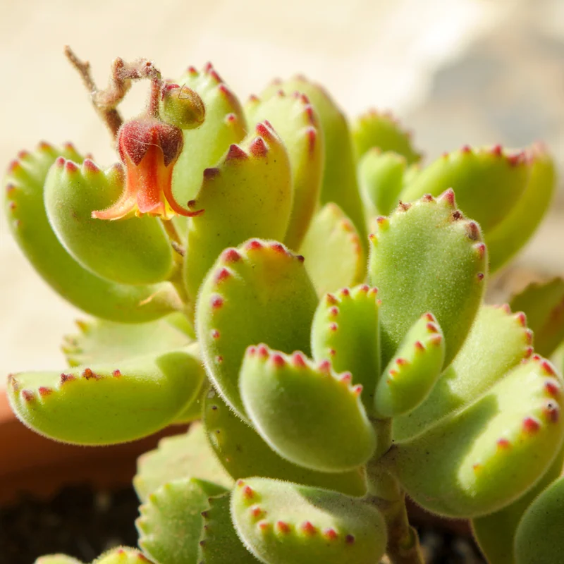Bear's Paw Cotyledon Succulent Live Potted Plant in 4 Inch Pot, Ornamental House Plant