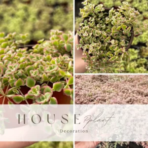 Variegated Sedum Succulent Plant Live - Trailing Sedum Ground Cover, Stonecrop in 4 Inch Pot