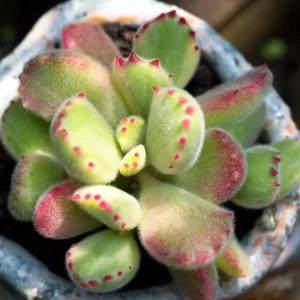 2 Bear’s Paw Succulent Live Plants, Cotyledon Succulent in Pot, Ornamental Indoor House Plant