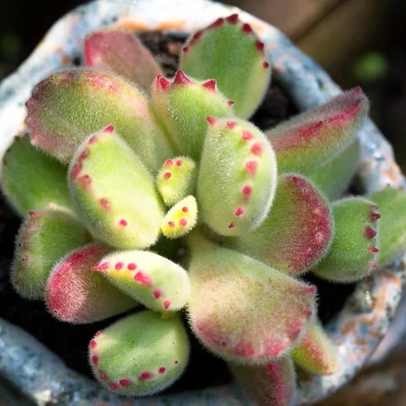 2 Bear’s Paw Succulent Live Plants, Cotyledon Succulent in Pot, Ornamental Indoor House Plant