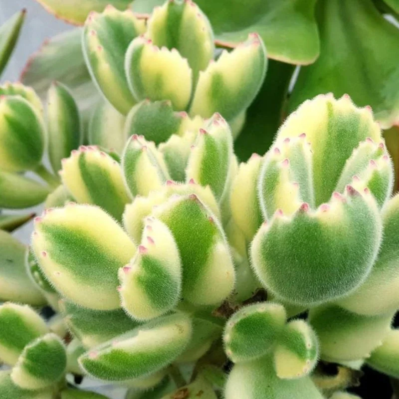 Bear's Paw Cotyledon Succulent Live Potted Plant in 4 Inch Pot, Ornamental House Plant
