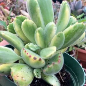 Bear’s Paw Succulent Plant Live - Potted Cotyledon Succulent Plant in Pot for Indoor Outdoor House Plant