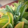 2 Kalanchoe Mother of Thousands Succulent Plants Live - Kalanchoe Live Plant in Pot for Indoor Gardens