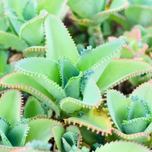 Live Kalanchoe Mother of Thousands Plant - Succulent Kalanchoe in Pot - Perfect for Indoor House Plant