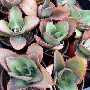 Live Kalanchoe Mother of Thousands Plant - Succulent Kalanchoe in Pot - Perfect for Indoor House Plant