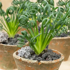 Albuca Frizzle Sizzle Live Plant - Rare Succulent Plant Live in 4 Inch Pot