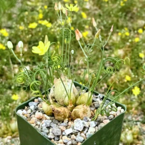 Albuca Frizzle Sizzle Live Plant - Rare Succulent Plant Live in 4 Inch Pot