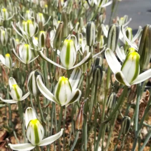 Frizzle Sizzle Albuca Succulent Plant Live - Curly Grass Live Plant, 4 Inch Pot