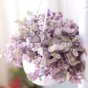 Pink Tradescantia Callisia Repens Succulent Plant Live - Creeping Turtle Vine Succulent Live Plant - In Pot