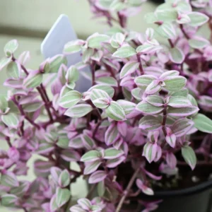 Pink Tradescantia Callisia Repens Succulent Plant Live - Creeping Turtle Vine Succulent Live Plant - In Pot