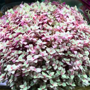 Pink Tradescantia Callisia Repens Succulent Plant Live - Creeping Turtle Vine Succulent Live Plant - In Pot