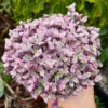 Callisia Repens Pink Succulent Plant Live - Turtle Vine Creeping Houseplant in Pot