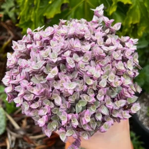 Callisia Repens Pink Succulent Plant Live - Turtle Vine Creeping Houseplant in Pot