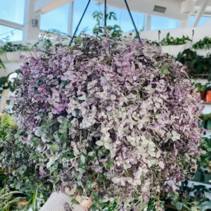 Callisia Repens Pink Succulent Plant Live - Turtle Vine Creeping Houseplant in Pot