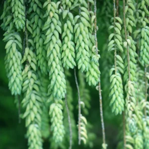 Donkey's Tail Sedum Succulent Plant Live - Trailing Succulent Live Plant in Pot for Indoor House Plant, Come In Bareroot