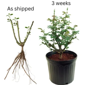 Rose Plant Live, Rose Bushes Ready To Plant, Fragrant Rose Flower, 7-10 Inc Tall, Well Rooted, No Pot, Rose Blooms