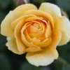 Yellow Rose