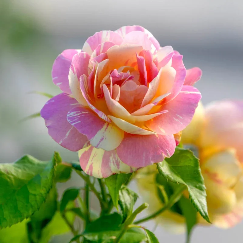 How to Grow Roses: A Step-by-Step Guide for Beginners