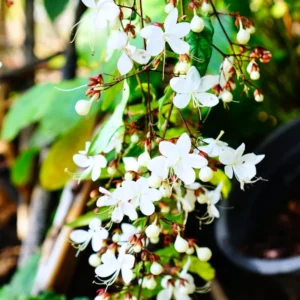 Clerodendrum Bleeding Heart Plant Live, 4-8 Inch Tall, Easy to Care for Indoor Outdoor Gardens