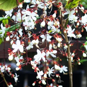 2 Clerodendrum Bleeding Heart Plants, Size 4-8 Inc Height, Bleeding Heart Vine For Flowering