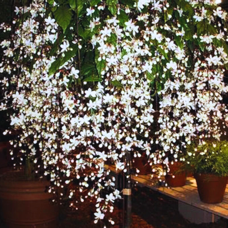 Clerodendrum Bleeding Heart Plant Live, 4-8 Inch Tall, Easy to Care for Indoor Outdoor Gardens