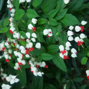2 Clerodendrum Bleeding Heart Plants, Size 4-8 Inc Height, Bleeding Heart Vine For Flowering