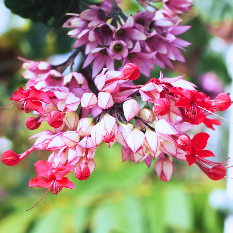Clerodendrum Bleeding Heart Plant Live, 4-8 Inch Tall, Easy to Care for Indoor Outdoor Gardens