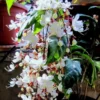 Clerodendrum Wallichii Plant Live, 4-8 Inch Tall, White Blooms, Easy to Care for Indoor Outdoor Gardens