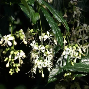 2 Clerodendrum Wallichii Plants Live, 4-8 Inch Tall, White Blooms, Clerodendrum Wallichii Vine for Indoor Outdoor