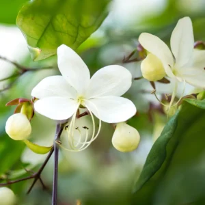 3 Clerodendrum Wallichii Plants, 4-8 Inch Height, White Clerodendrum Wallichii Blooms, Ornamental Houseplant