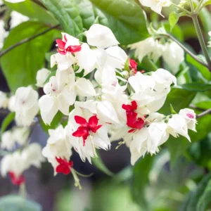 Clerodendrum Bleeding Heart Plant Live, 4-8 Inch Tall, Easy to Care for Indoor Outdoor Gardens