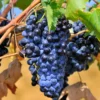 Grape Vine Live Plant, 30-40 Inch Tall, Seedless Grape Tree, Perfect for Home Garden and Table Grapes