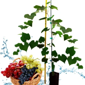 Grape Vine Live Plant, 30-40 Inch Tall, Seedless Grape Tree, Perfect for Home Garden and Table Grapes