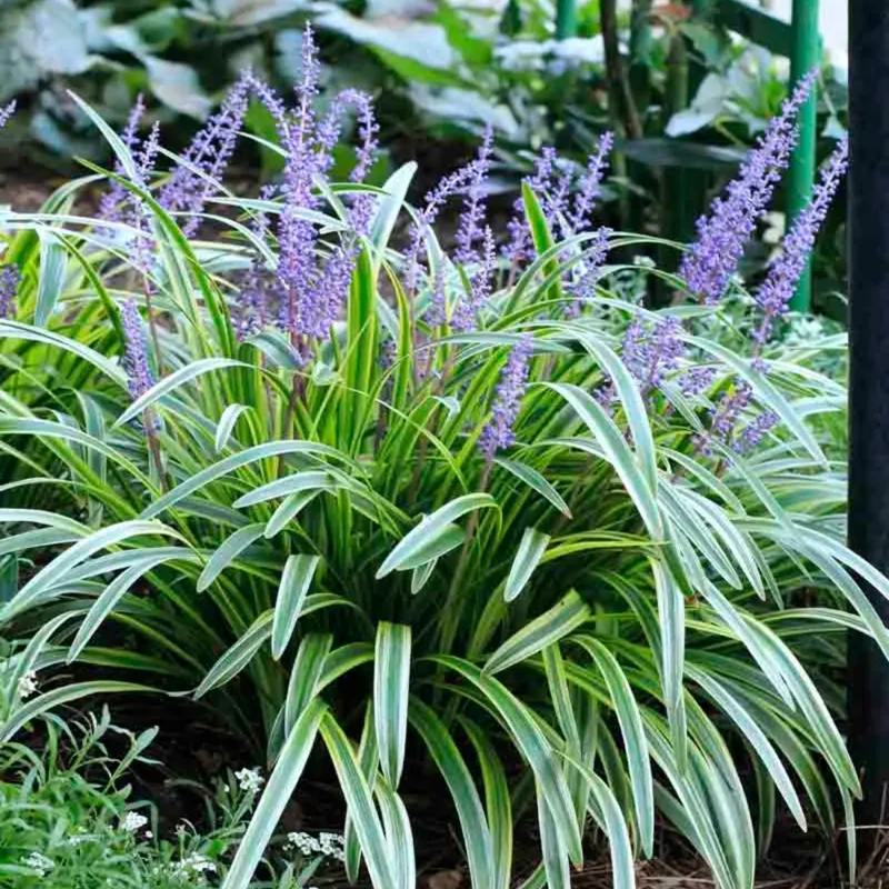 Set 3 Lilyturf Liriope Plant Live, Ornamental Grass Liriope Muscari Live Starter Plants, From 6 Inches Tall, Ground Cover Grass