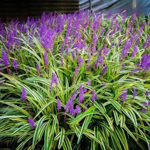 3 Liriope Plant Live, Lily Turf Liriope Muscari Live Starter Plants, From 6 Inches Tall, Great For Ground Cover Grass
